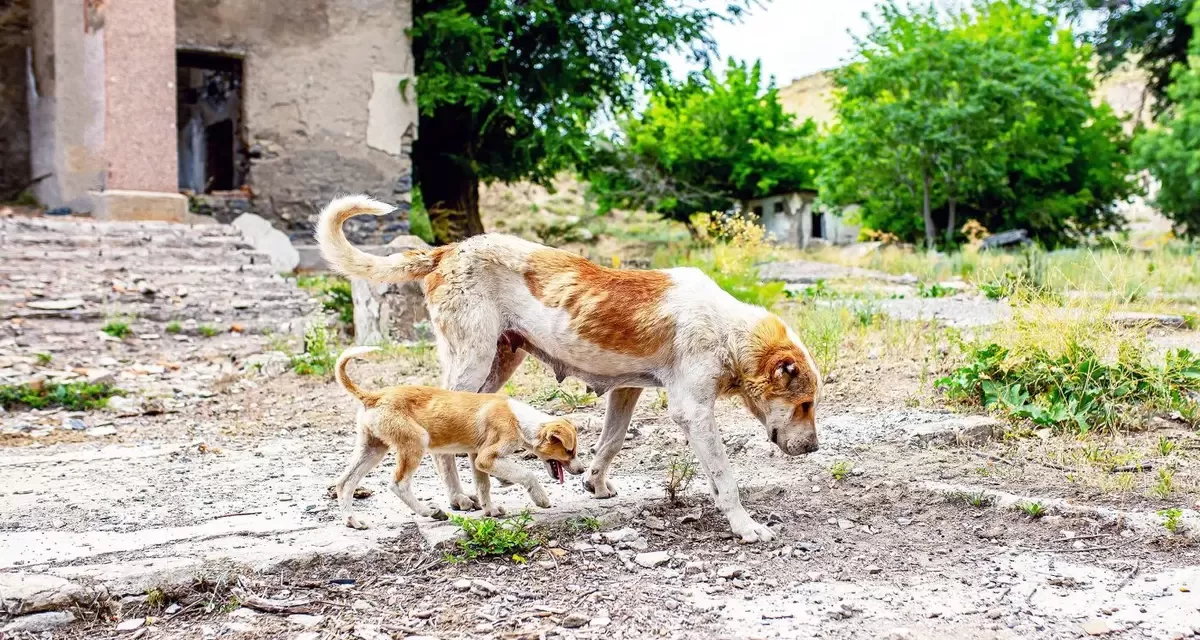 Chernobyl Dogs: Evolving in the Shadow of Radiation