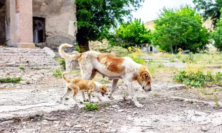 Chernobyl Dogs: Evolving in the Shadow of Radiation