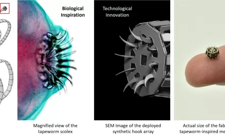 Tapeworm-Inspired Medical Device Anchors Breakthrough in Biomedical Engineering