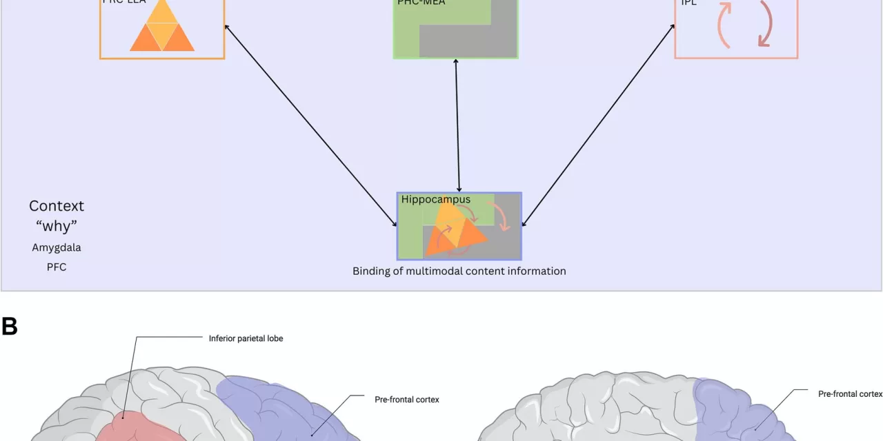 Researchers Explore Why We Remember Certain Things and Not Others