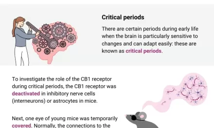 New Research Reveals How Cannabis Affects Brain Development During Critical Growth Periods