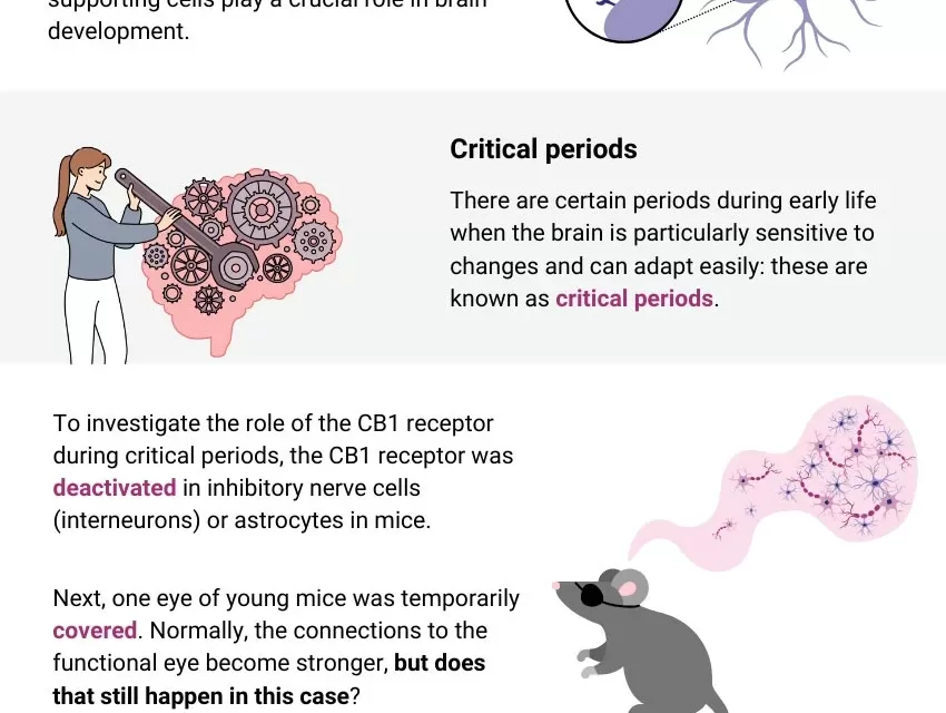 New Research Reveals How Cannabis Affects Brain Development During Critical Growth Periods