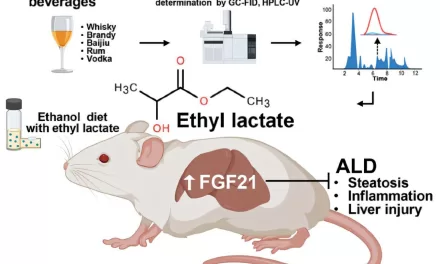 Ethyl Lactate Identified as Potential Therapeutic for Alcohol-Associated Liver Disease