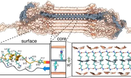 Scientists Unveil First Detailed Image of Huntington’s Disease Fibrils