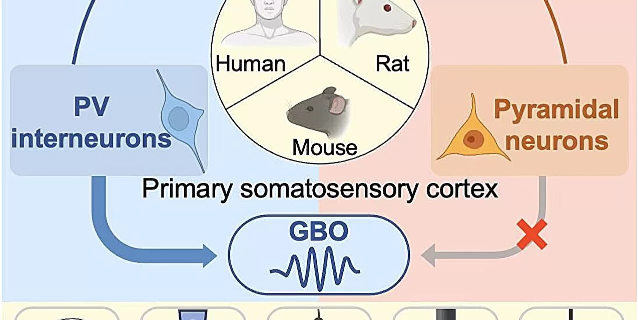 Scientists Uncover Brain’s Mechanism for Encoding Pain: New Insights Could Revolutionize Pain Treatment