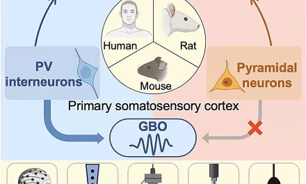 Scientists Uncover Brain’s Mechanism for Encoding Pain: New Insights Could Revolutionize Pain Treatment