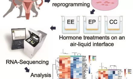 Researchers Create Lab Model that Could Lead to New, Non-Hormonal Birth Control Methods