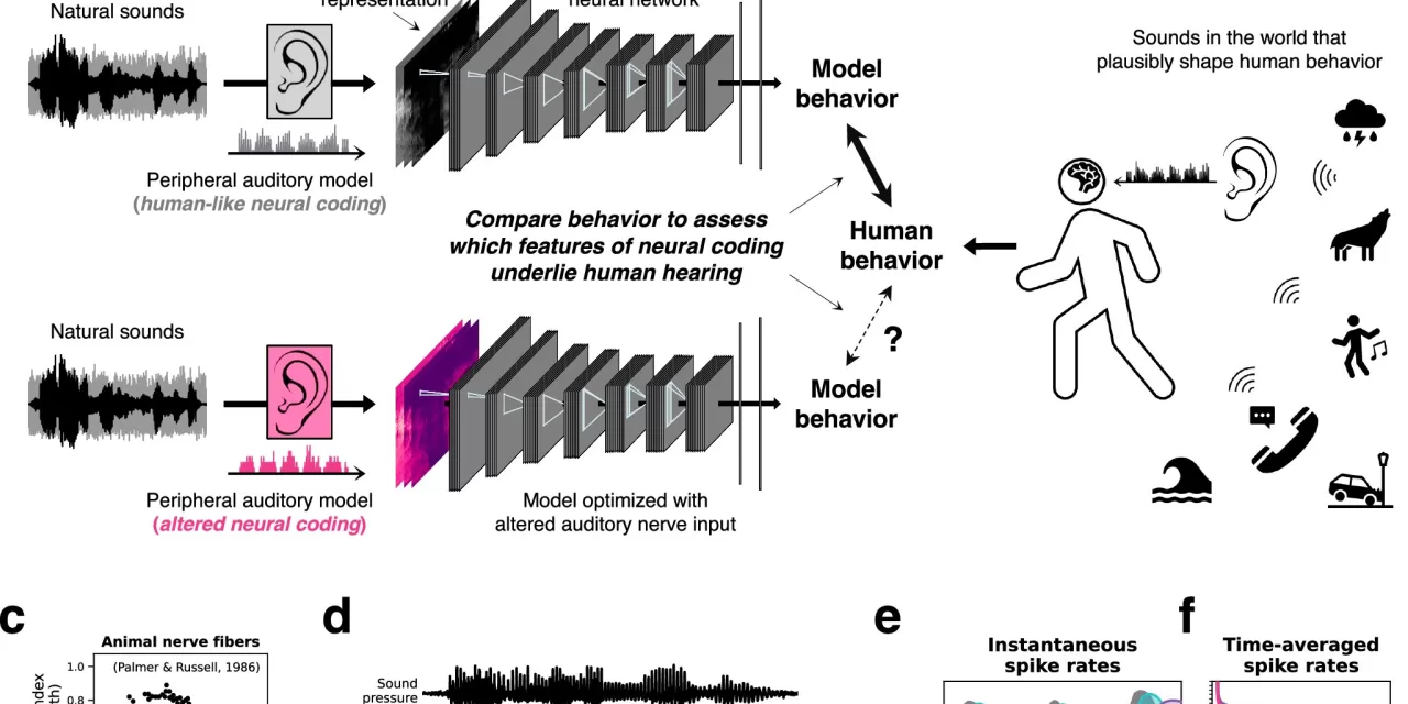 For Healthy Hearing, Timing Matters: AI Models Reveal the Importance of Auditory Signal Precision