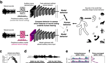 For Healthy Hearing, Timing Matters: AI Models Reveal the Importance of Auditory Signal Precision