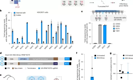 Gene Editing Extends Lifespan in Mouse Model of Prion Disease: A Breakthrough in Neurodegenerative Treatment