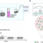 New Ultrasound-Directed Microbubbles Technique Boosts Immune Response Against Tumors