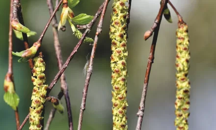 Genetic Mechanisms of Birch Pollen Allergy Unraveled, Opening Doors for Personalized Therapies