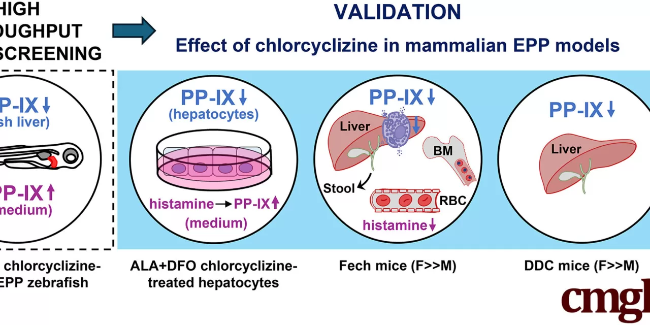 Decades-Old Allergy Drug Shows Promise for Treating Liver Complications in Rare Genetic Disease