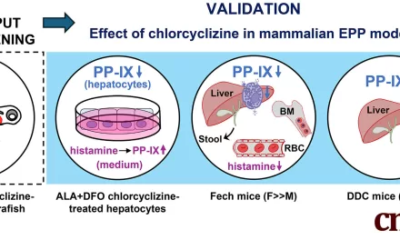 Decades-Old Allergy Drug Shows Promise for Treating Liver Complications in Rare Genetic Disease