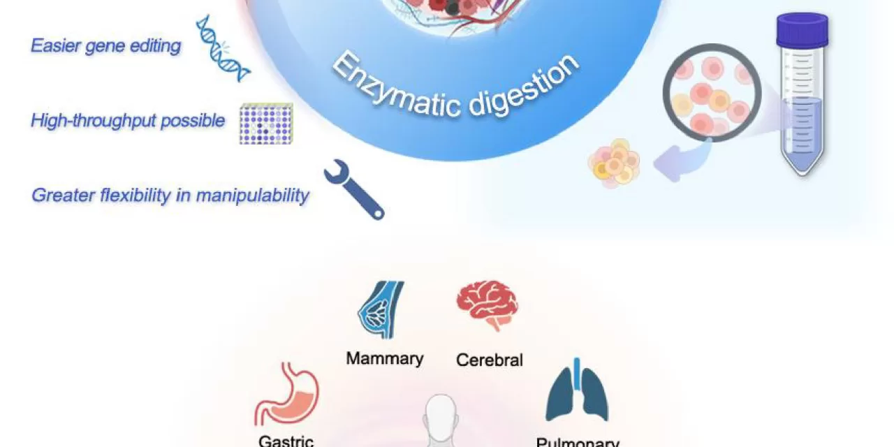 Unraveling the Impact of Solid Tumor Dissociation Methods on Cancer Research