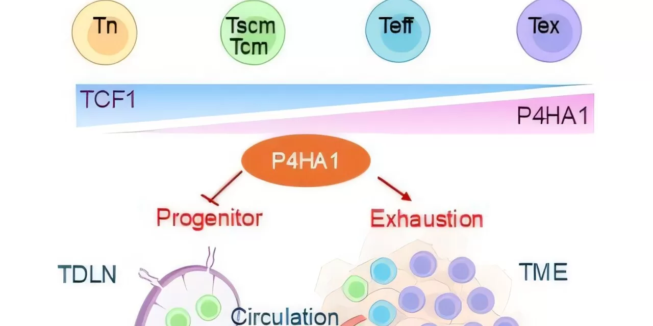 Key Enzyme Identified as Potential Target for Cancer Immunotherapy