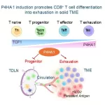 Key Enzyme Identified as Potential Target for Cancer Immunotherapy