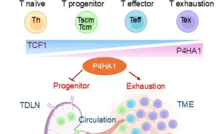 Key Enzyme Identified as Potential Target for Cancer Immunotherapy