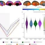 Groundbreaking Study Reveals Significant Brain Changes During Pregnancy, Linked to Hormonal Shifts and Maternal Attachment