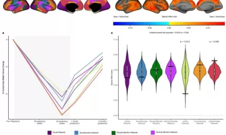 Groundbreaking Study Reveals Significant Brain Changes During Pregnancy, Linked to Hormonal Shifts and Maternal Attachment