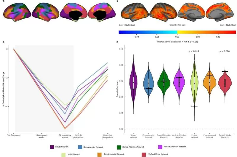 Groundbreaking Study Reveals Significant Brain Changes During Pregnancy, Linked to Hormonal Shifts and Maternal Attachment