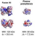 Sepsis Molecule Discovery Could Lead to Improved Treatments for Critically Ill Patients