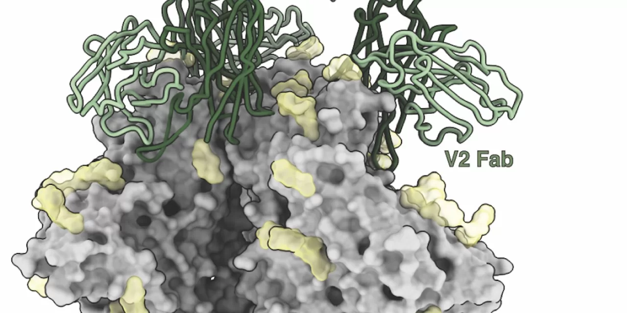 A New Discovery in HIV Vaccine Research: Antibodies Against Antibodies May Offer Insights for Better Vaccine Design