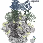 A New Discovery in HIV Vaccine Research: Antibodies Against Antibodies May Offer Insights for Better Vaccine Design