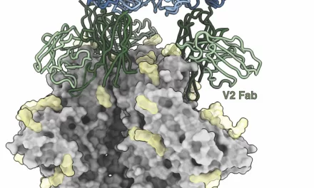 A New Discovery in HIV Vaccine Research: Antibodies Against Antibodies May Offer Insights for Better Vaccine Design