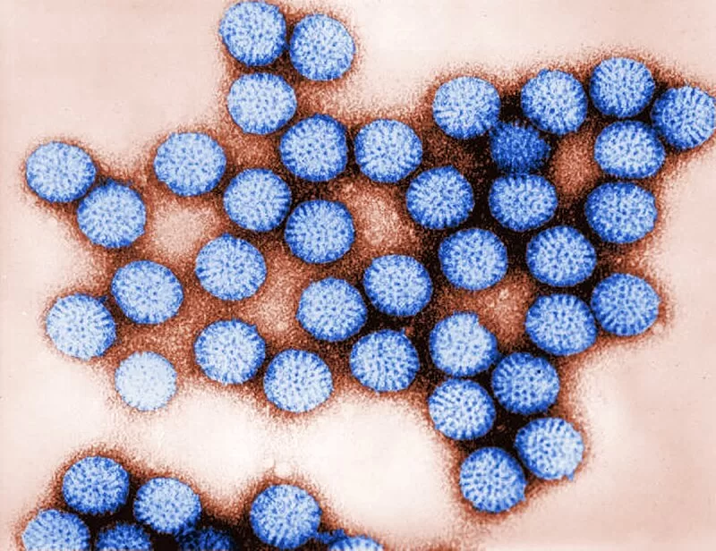 New Study Reveals How Rotavirus Protein NSP4 Disrupts Calcium Signaling and Influences Disease Severity