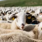 Two new vaccines against bluetongue recommended for approval