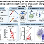 New research offers clues to better bee venom allergy treatment