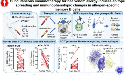 New research offers clues to better bee venom allergy treatment