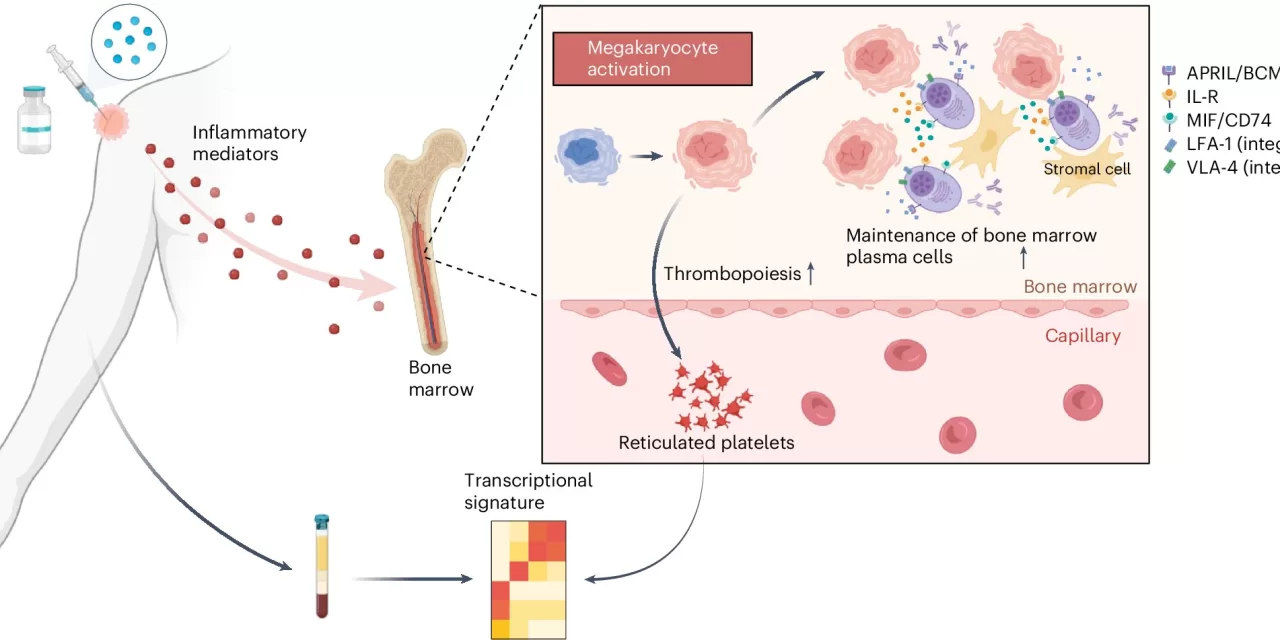 Blood Test Can Predict Vaccine Immunity Duration, Study Shows