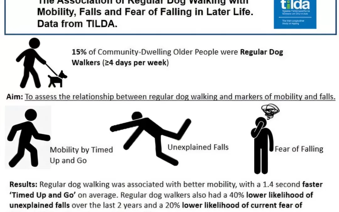 Regular Dog Walking Improves Mobility, Reduces Falls in Older Adults