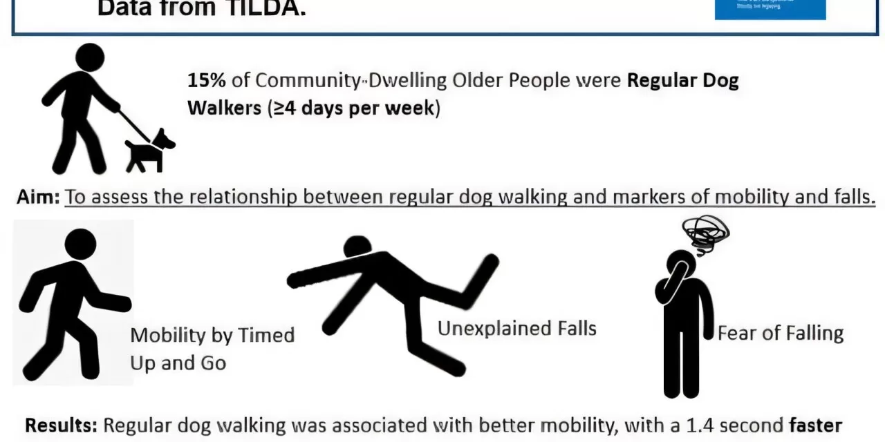 Regular Dog Walking Improves Mobility, Reduces Falls in Older Adults