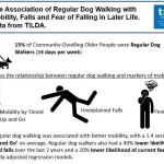 Regular Dog Walking Improves Mobility, Reduces Falls in Older Adults