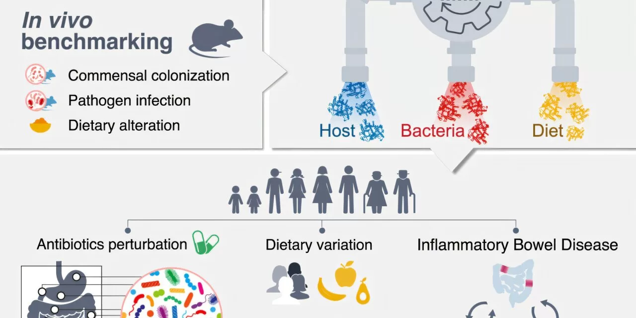 Intestinal “Confessions”: New Method Reveals Hidden Truths About Our Health