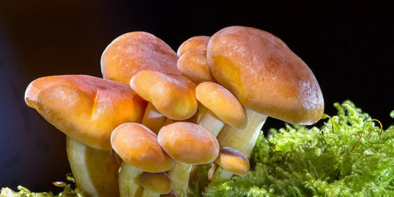 Mushroom compound may lead to prolonged health