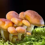 Mushroom compound may lead to prolonged health