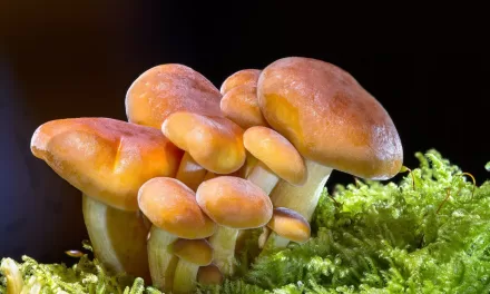 Mushroom compound may lead to prolonged health