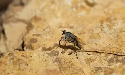 Rising Toscana Virus Infections in Italy Linked to Climate Change