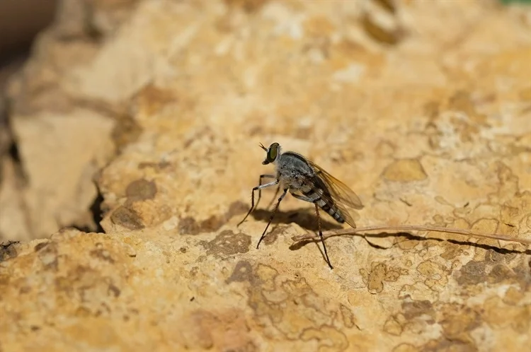 Rising Toscana Virus Infections in Italy Linked to Climate Change