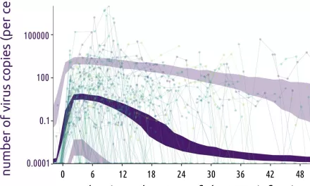 Study Sheds Light on the Dynamics of HPV Infections