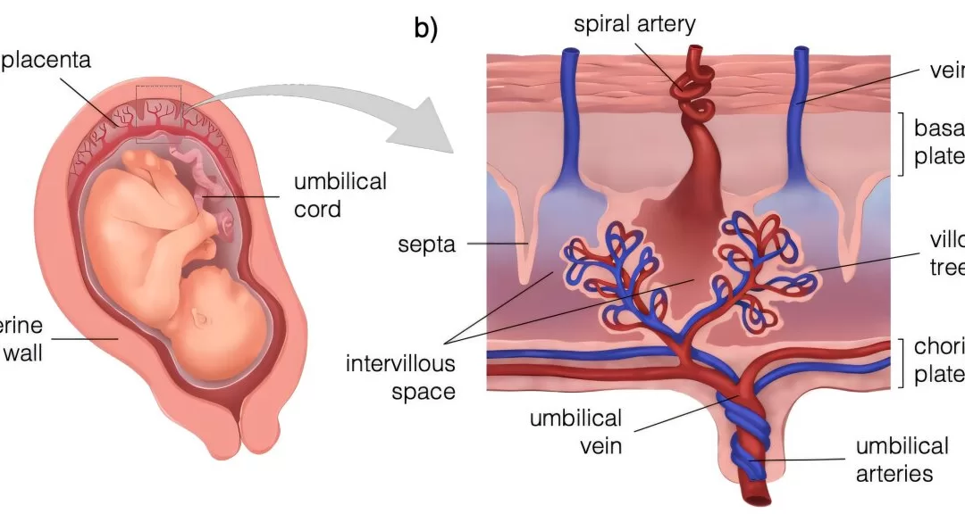 Researchers Develop Computational Model of the Human Placenta