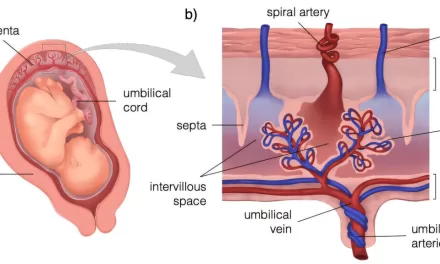 Researchers Develop Computational Model of the Human Placenta