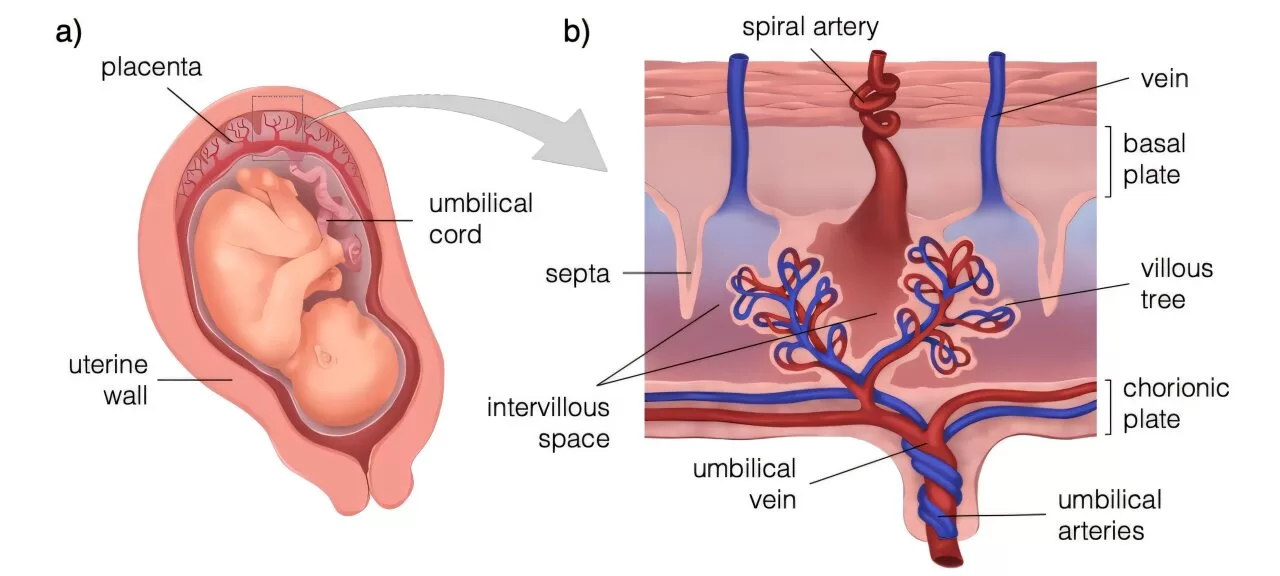 Researchers Develop Computational Model of the Human Placenta