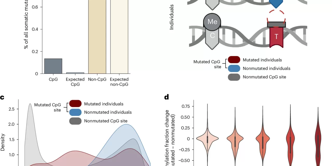 New Research Sheds Light on Aging at the Molecular Level