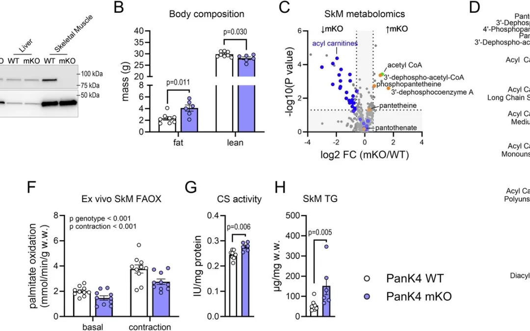 Exercise-Activated Protein Could Aid in Treating Metabolic Disorders