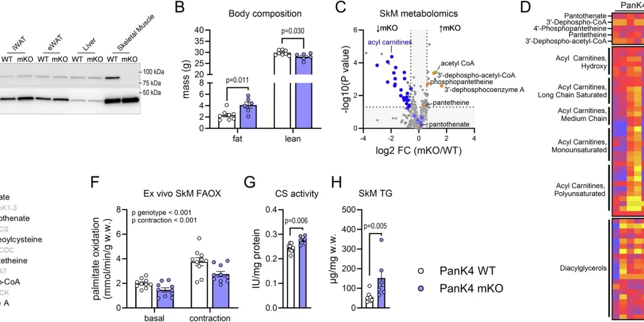 Exercise-Activated Protein Could Aid in Treating Metabolic Disorders